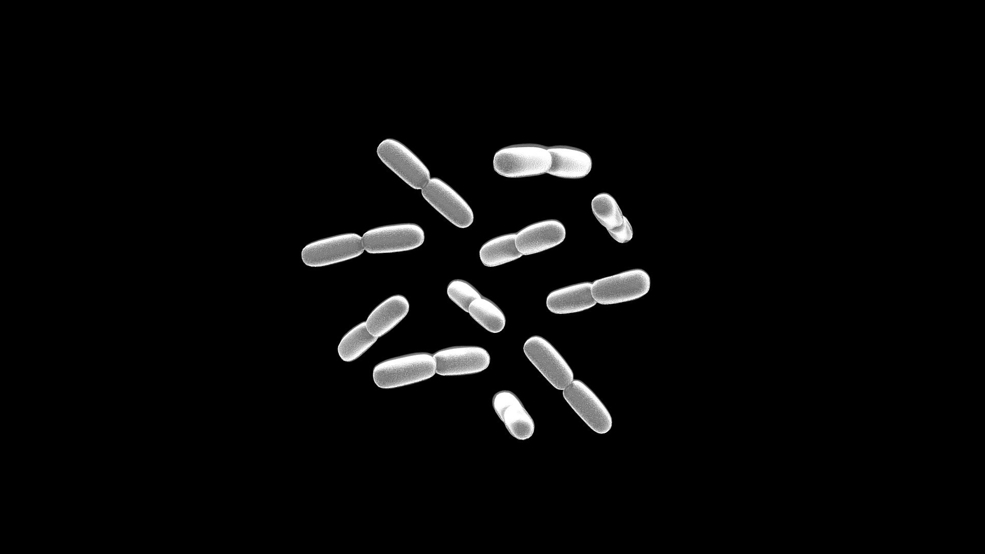 Lactobacillus Plantarum Bacteria 3d model