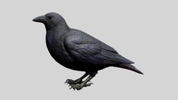 Crow