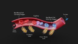 Capillary Cross Section