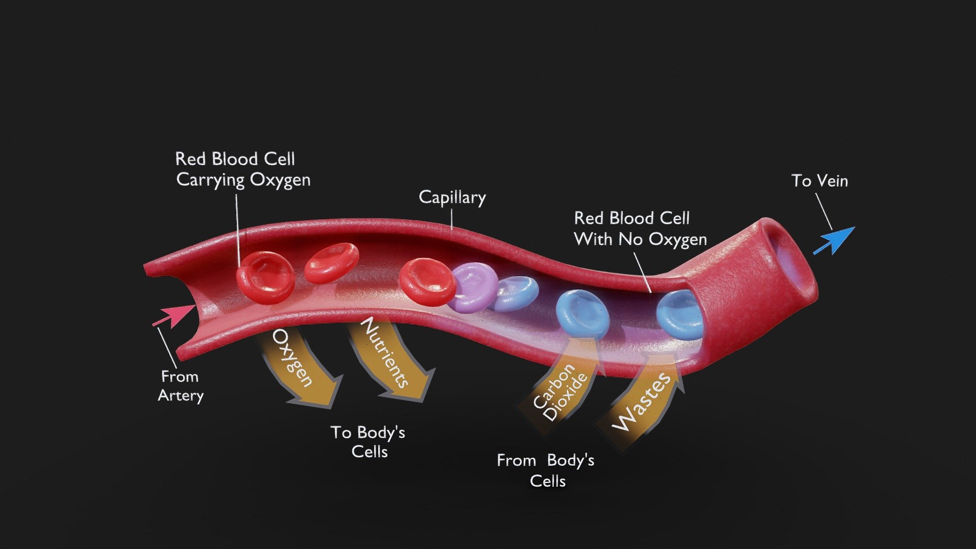 Capillary Cross Section 3d model