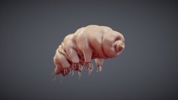 Tardigrade Water Bear Animated