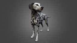 Dalmatian