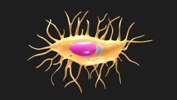 Osteocyte Bone Cell