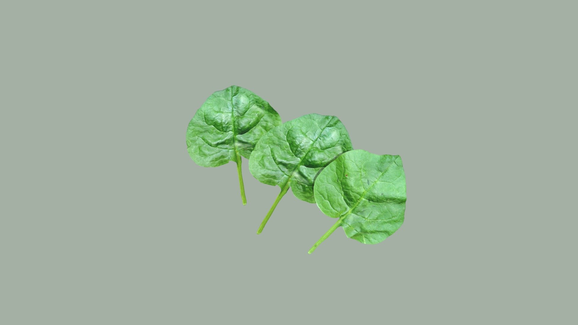 Spinach 3d model