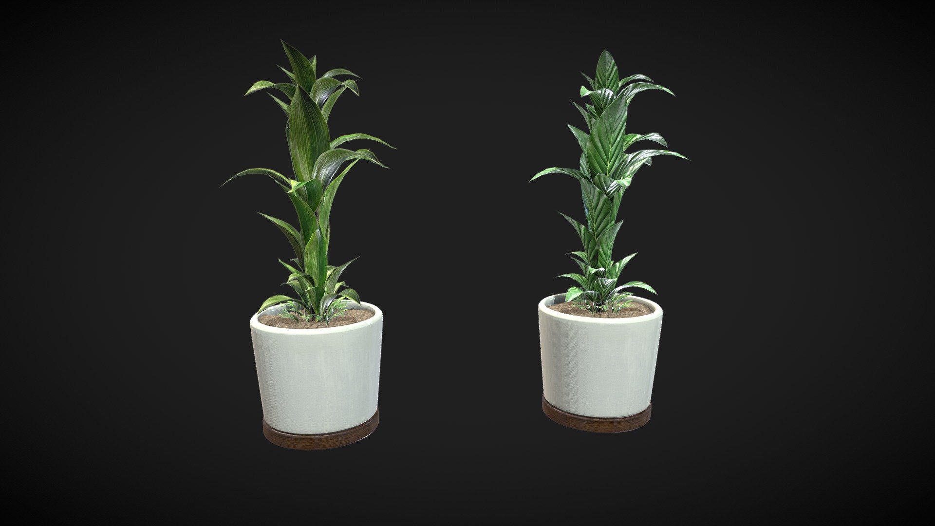 Plant 3d model