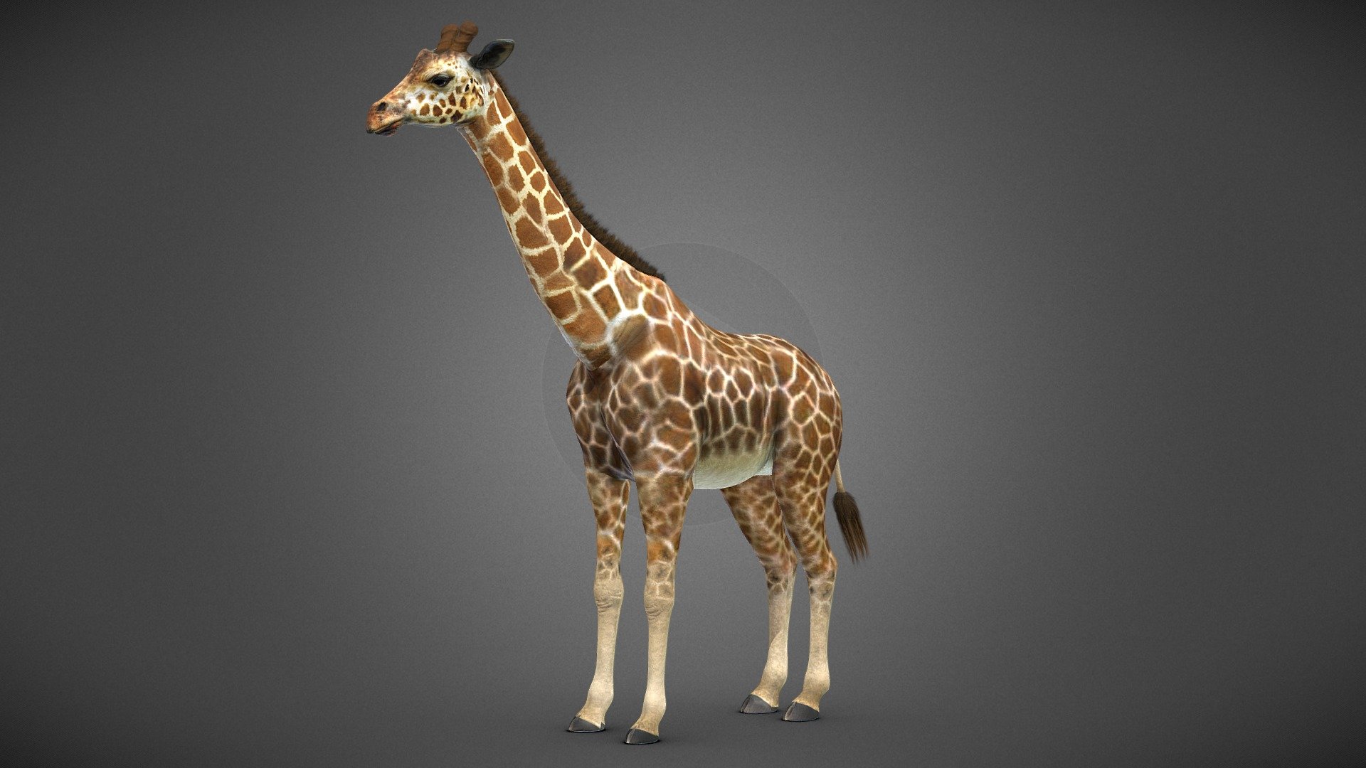 Giraffe 3d model