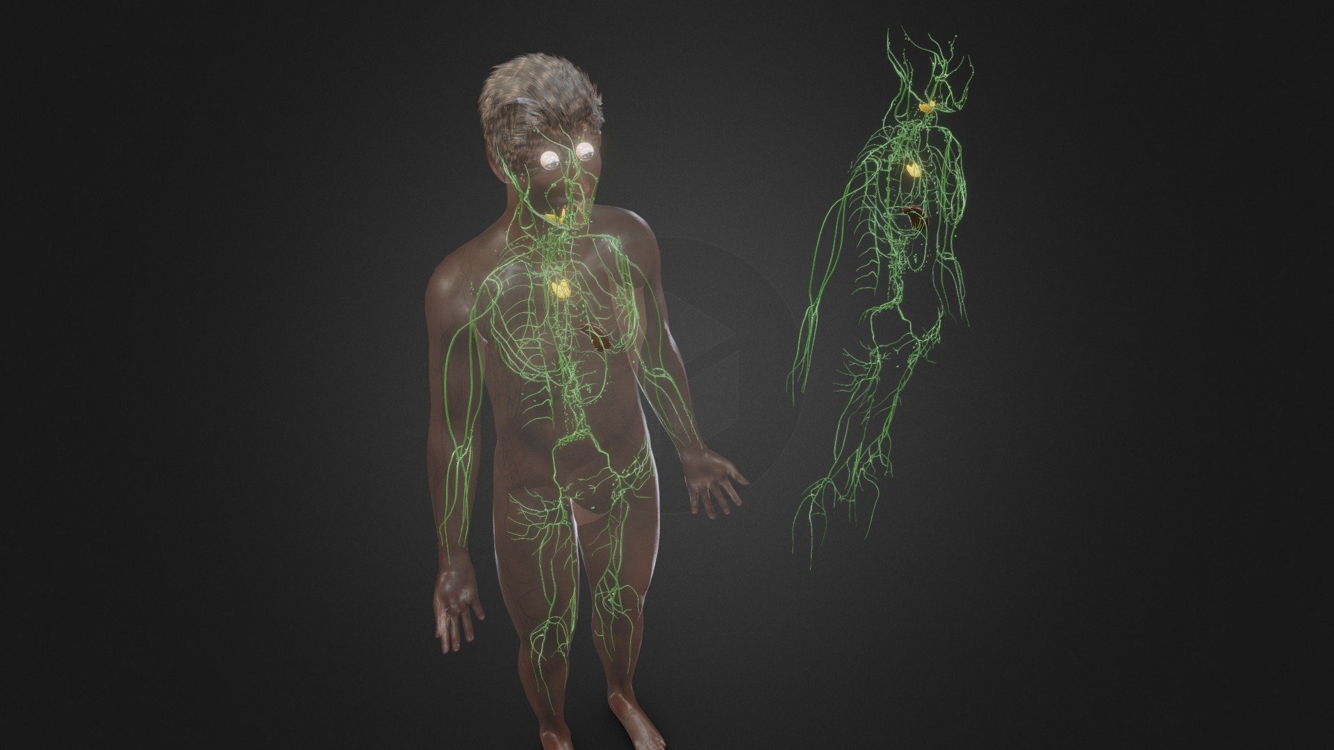 Human Lymphatic System 3d model