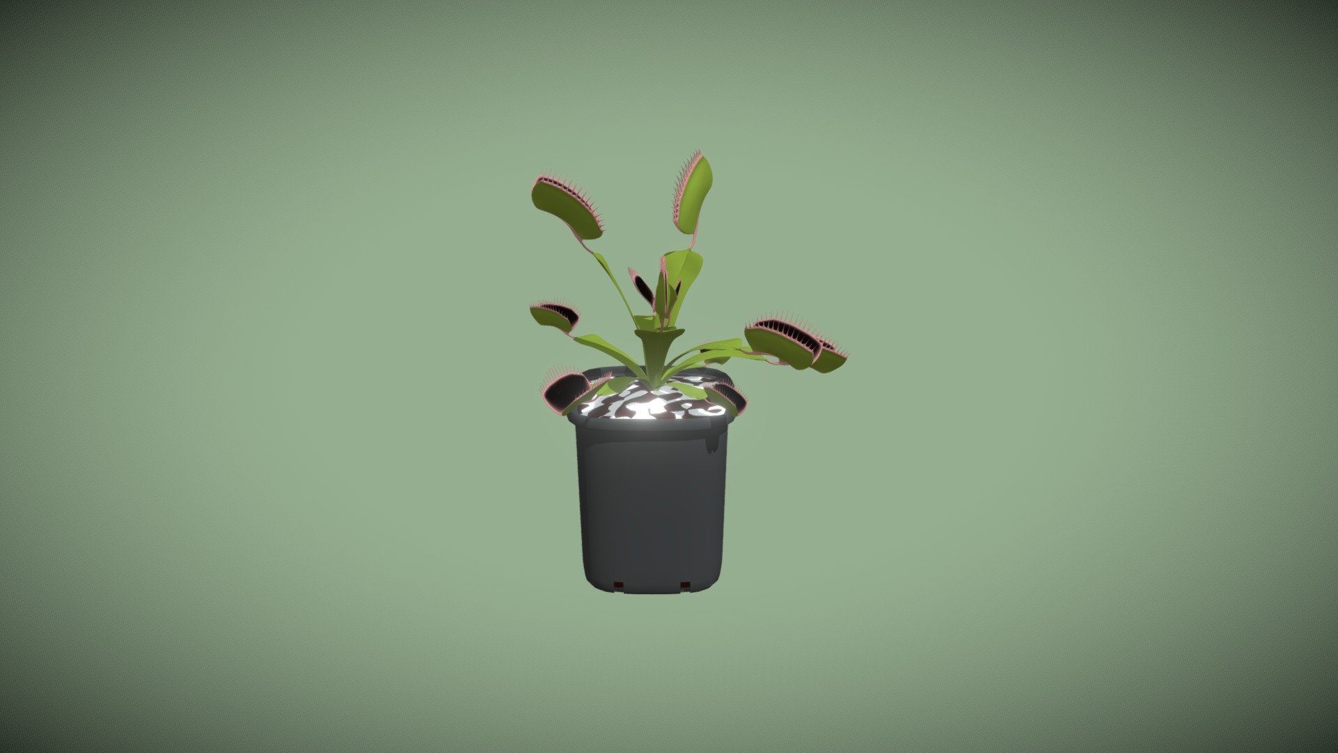 Venus flytrap (Dionaea muscipula) 3d model