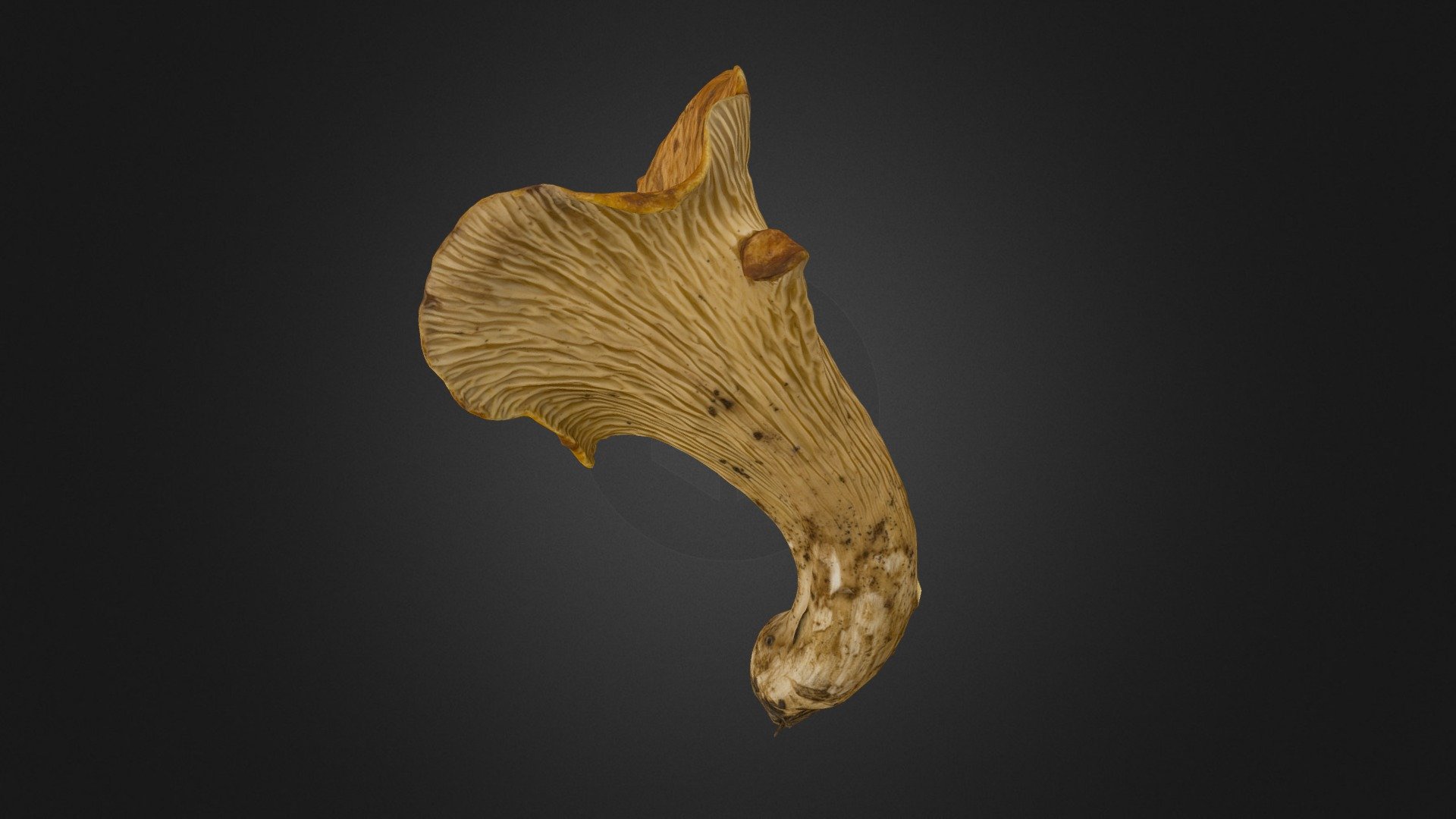 Turbinellus floccosus mushroom 3d model