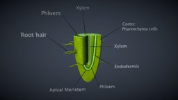 Root Structure