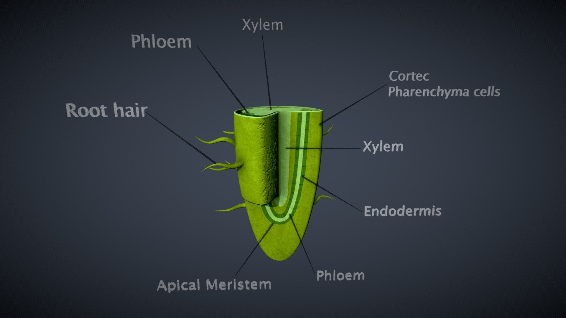 Root Structure 3d model