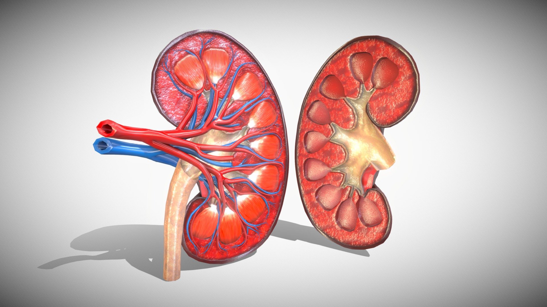 Kidney Anatomy 3D 3d model