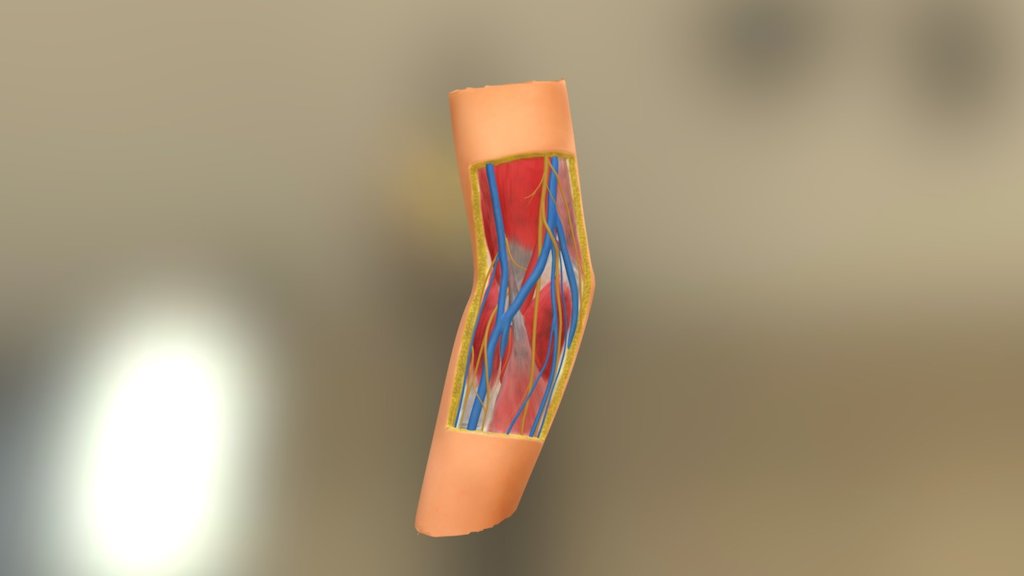 elbow anatomy 3d model