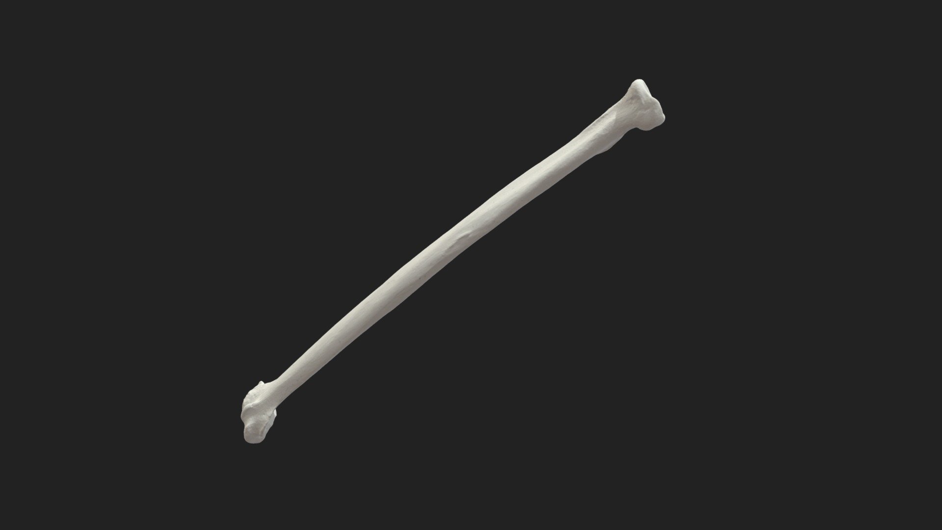 radial bone (radius) cat 3d model