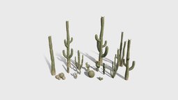 Cacti