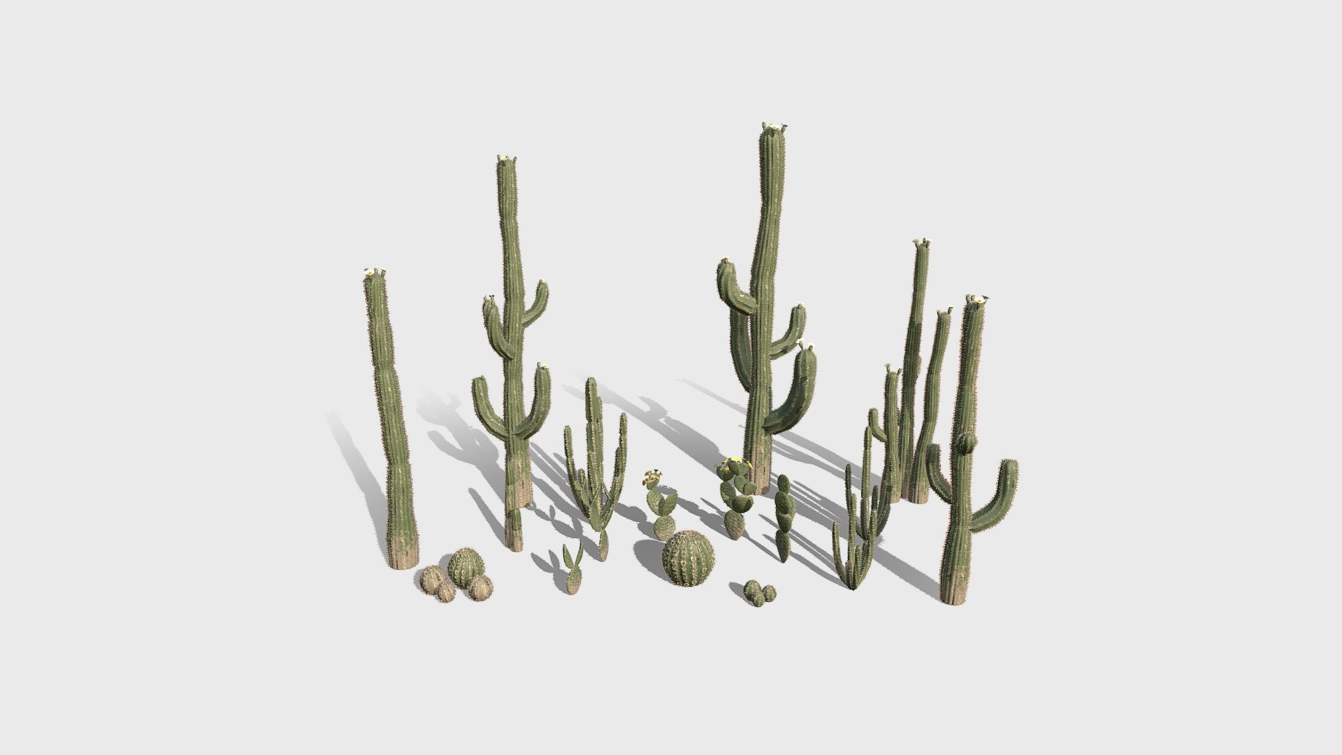 Cacti 3d model