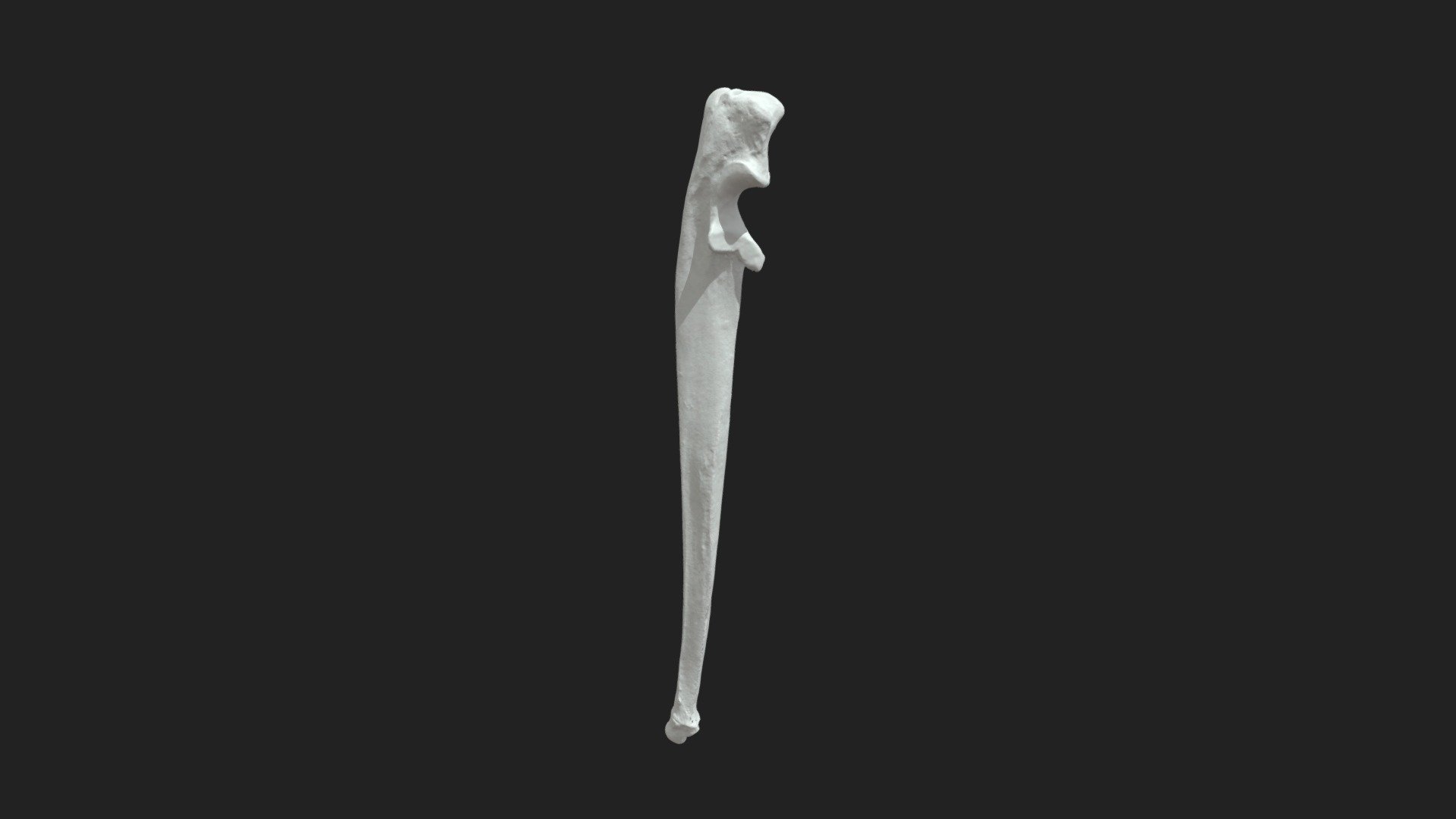 ulna (ulna) cat 3d model