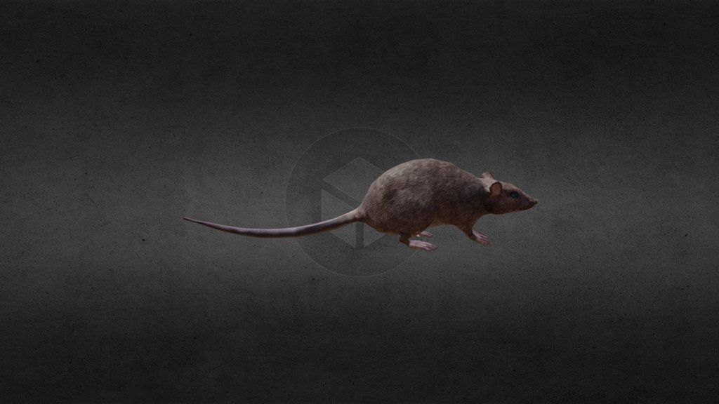 RAT 3d model