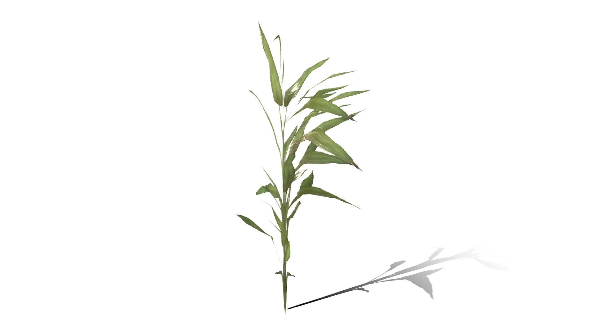 Leafy Grass 3d model