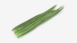 Spring onions 03