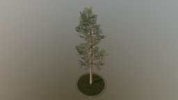 Pine Tree