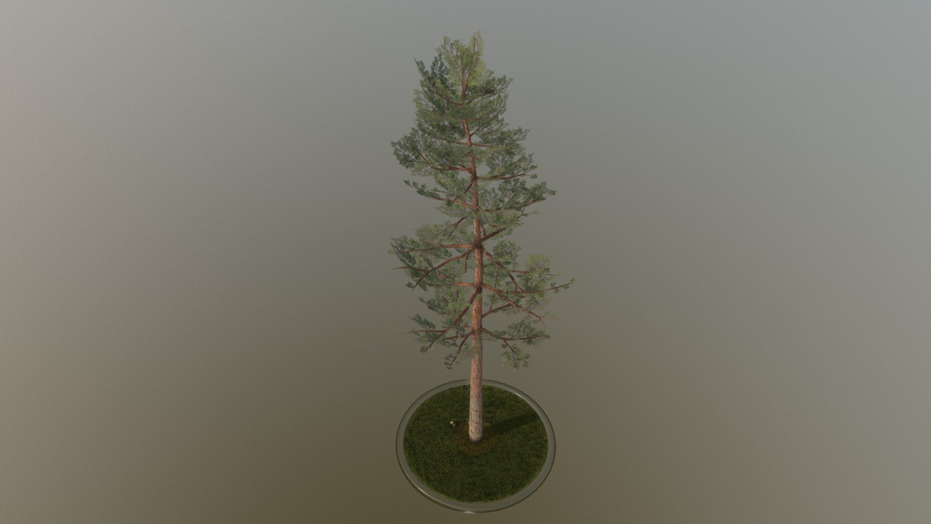 Pine Tree 3d model