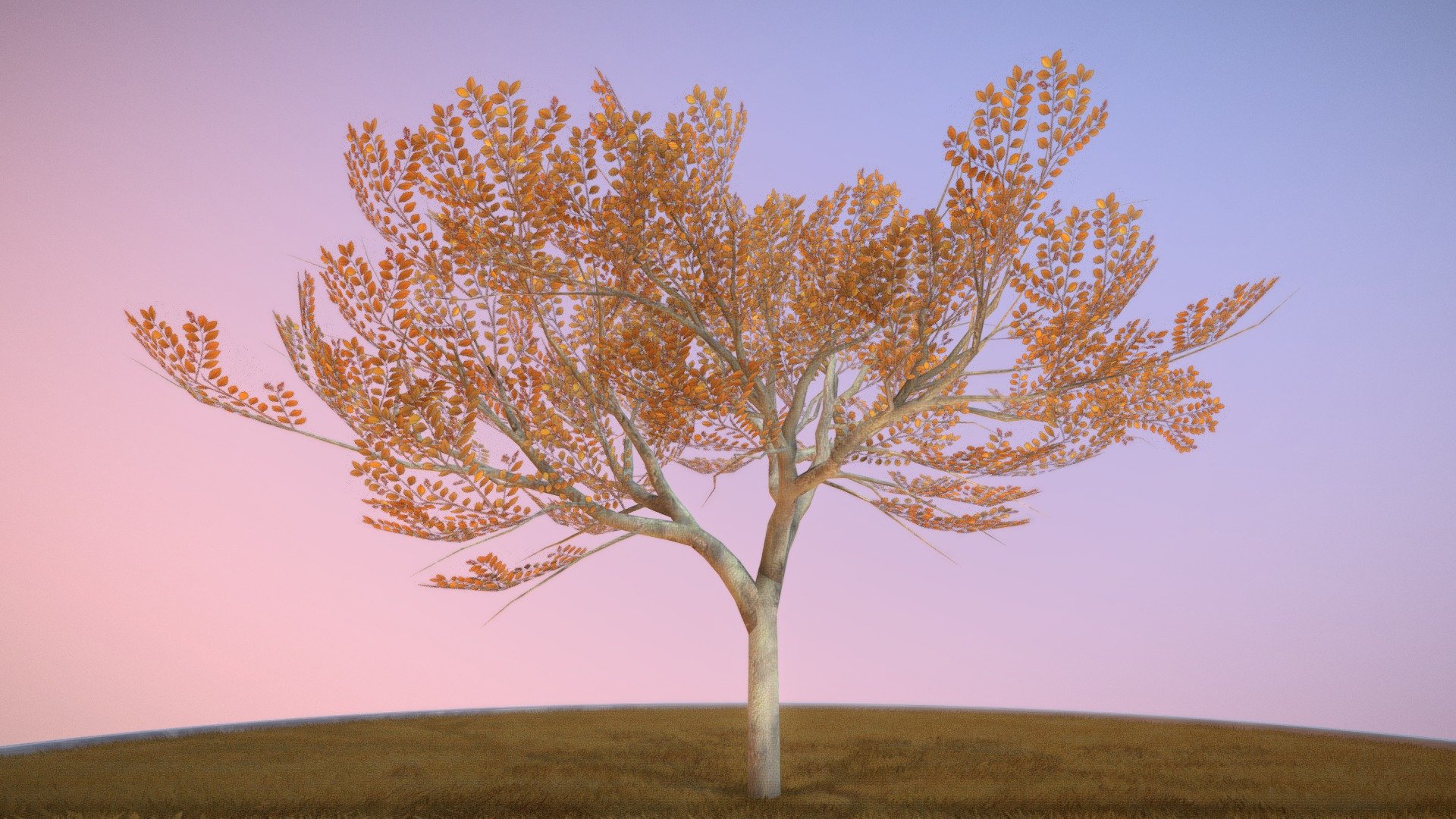 Plum Trees 8m Autumn 3d model