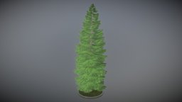 Spruce Tree