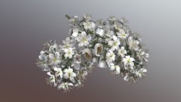 Blossom of a Rowan Low-Poly