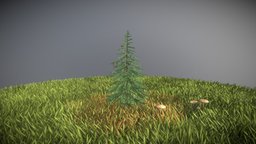 Spruce Tree