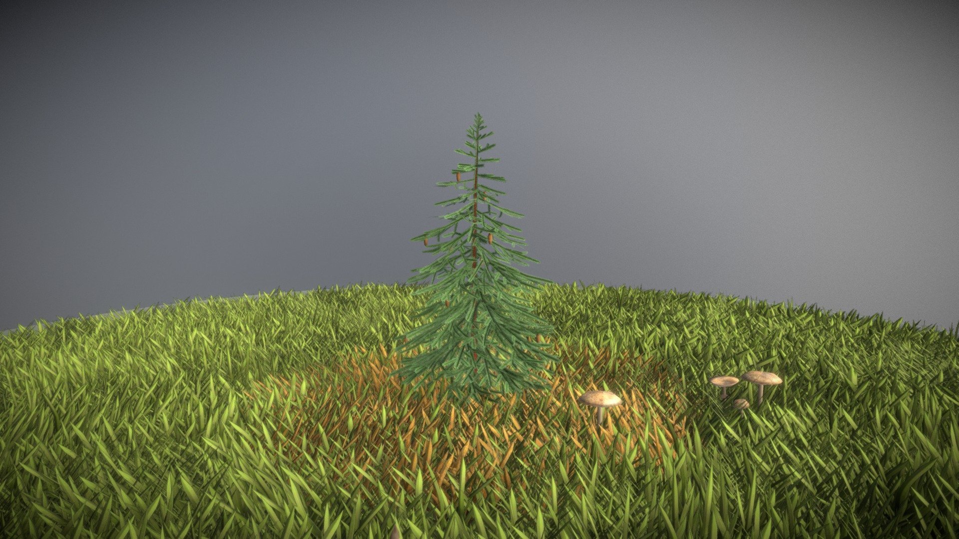 Spruce Tree 3d model