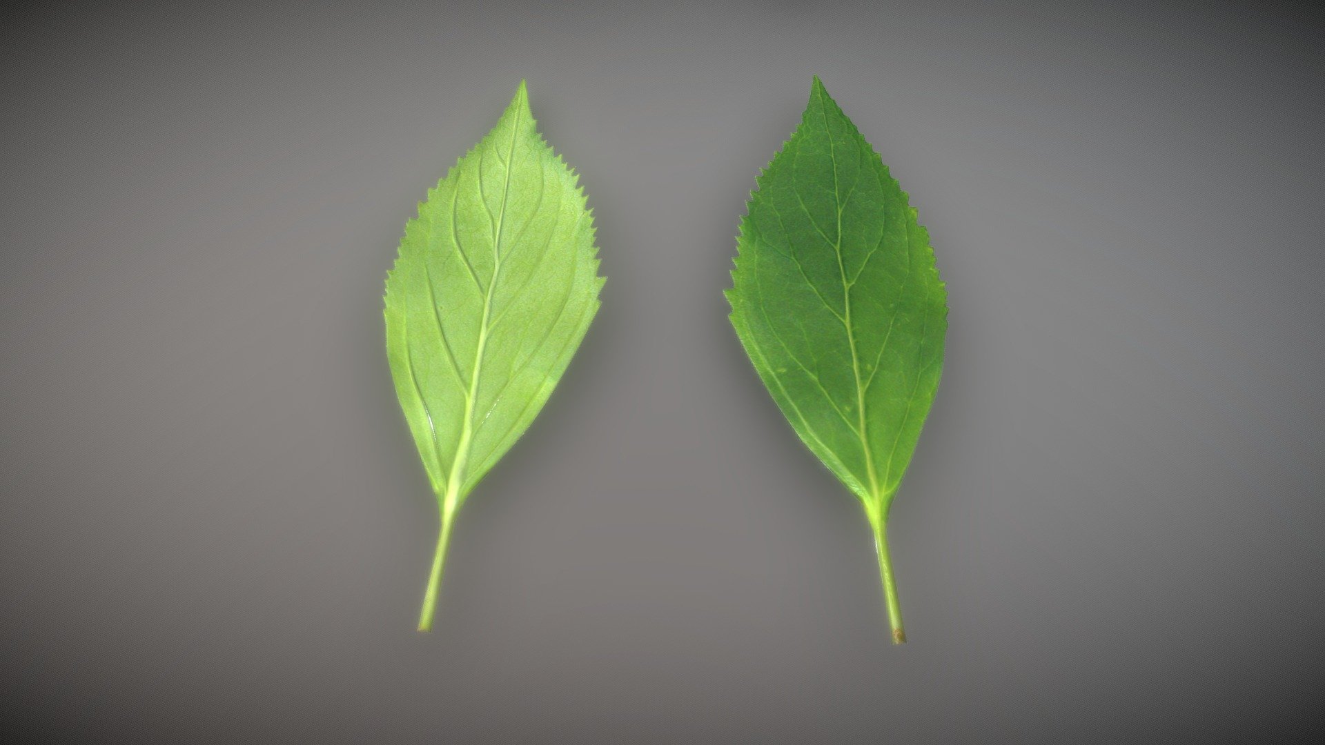 Forsythia Leaves 3d model