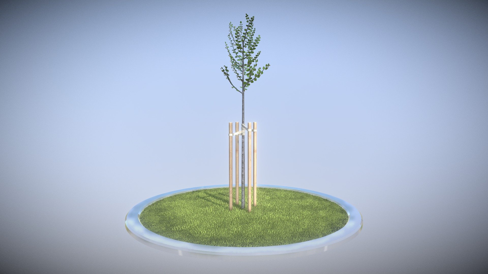 Tilia Tree 2 Meters in Spring Season 3d model