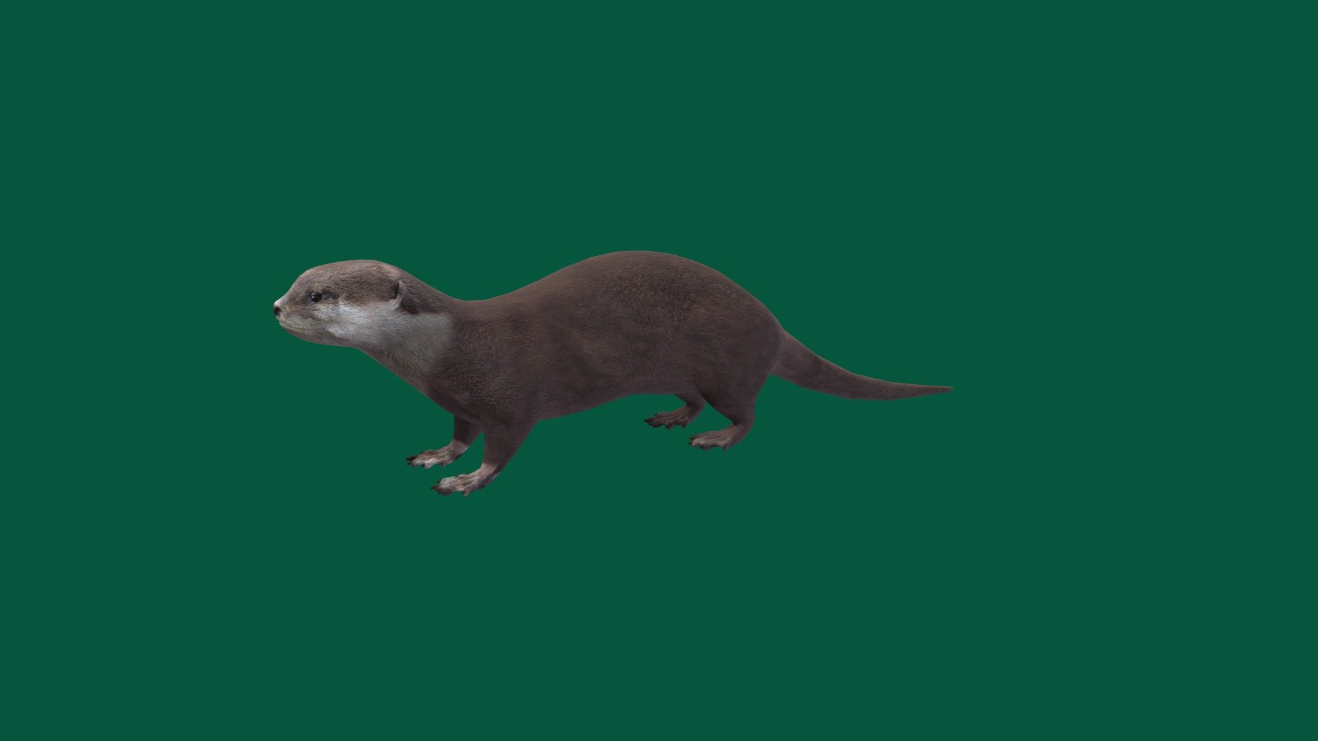 Otter (Low Poly) 3d model