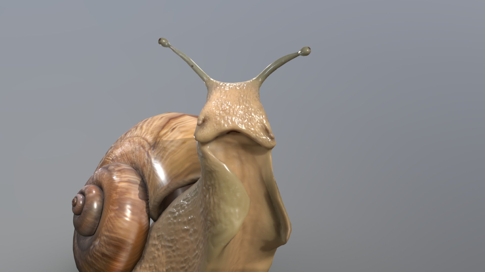 Snail 3d model