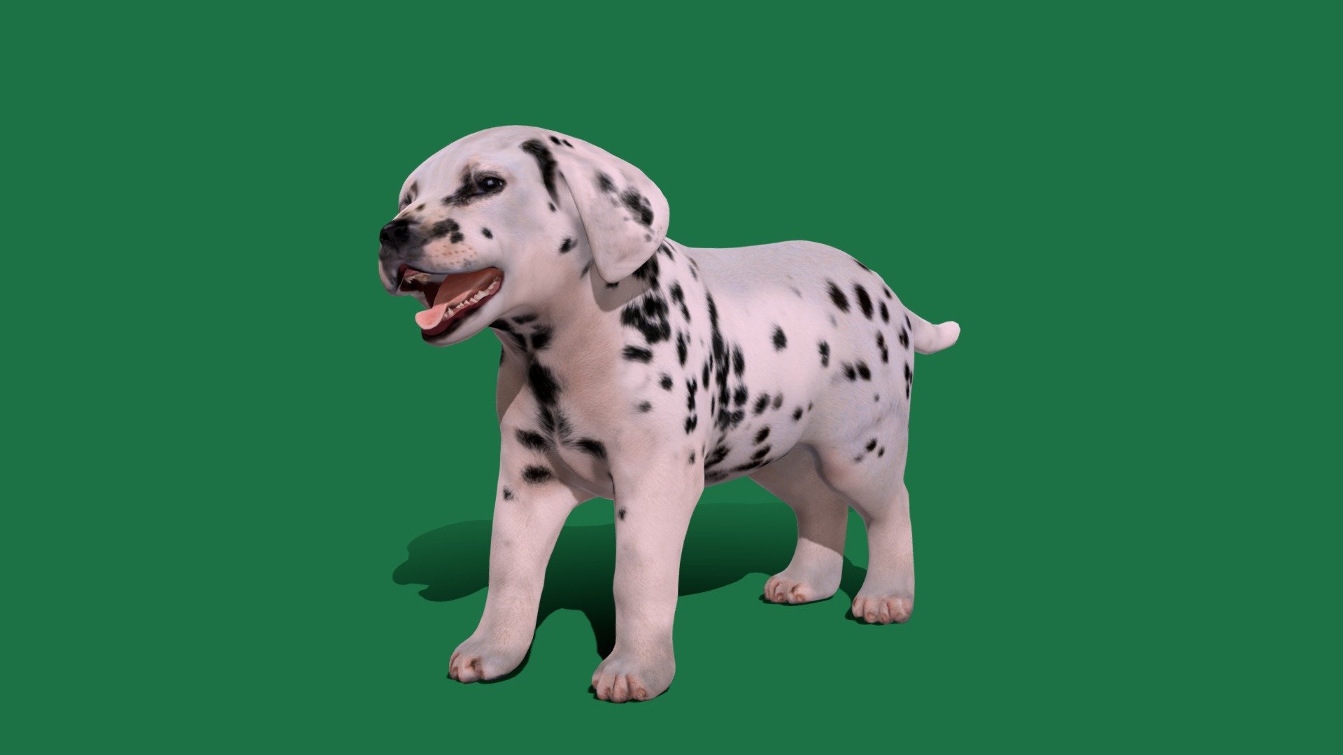 Dalmatian Puppy Dog (GameReady) 3d model