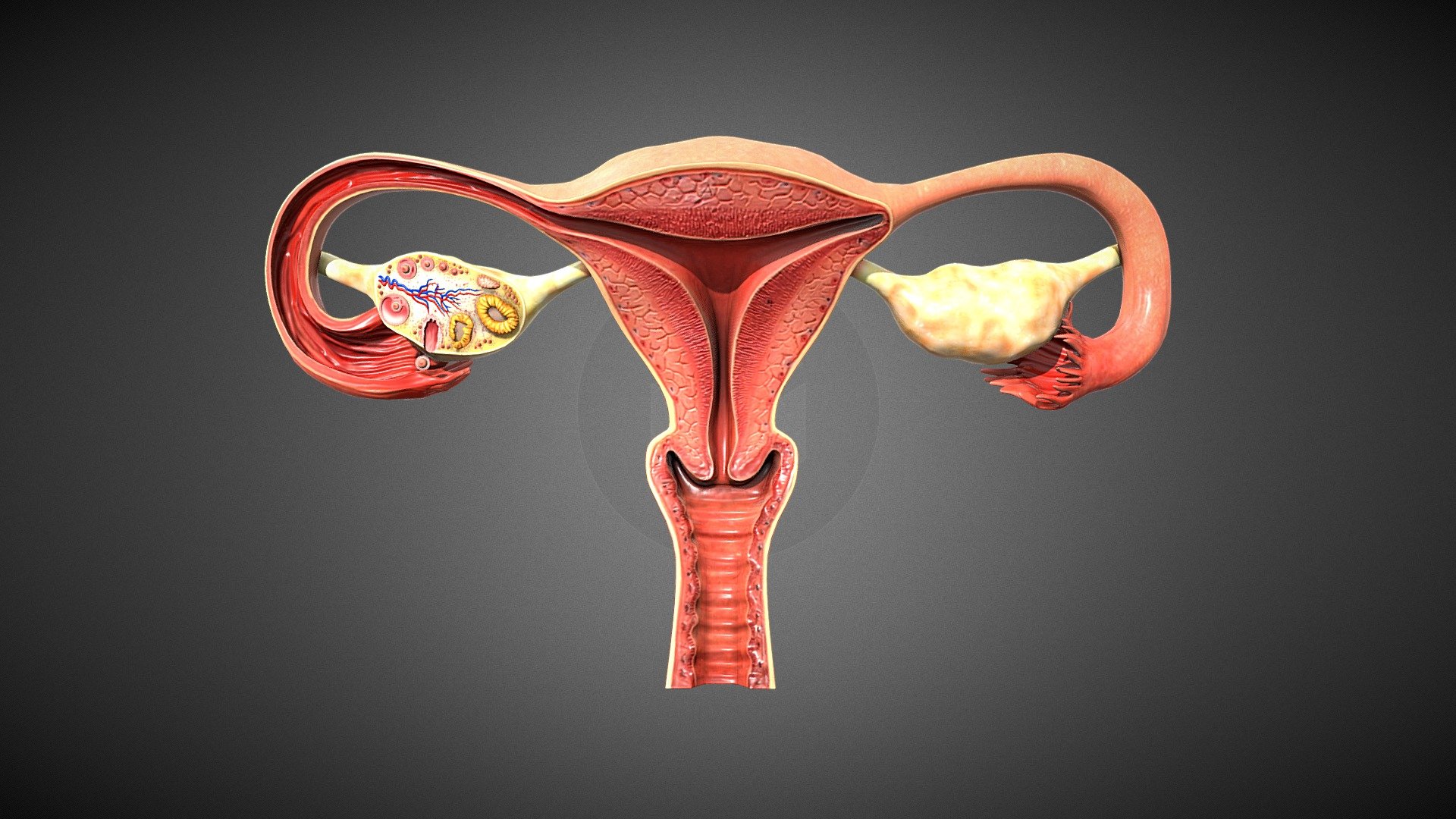 Female Reproductive System 3d model