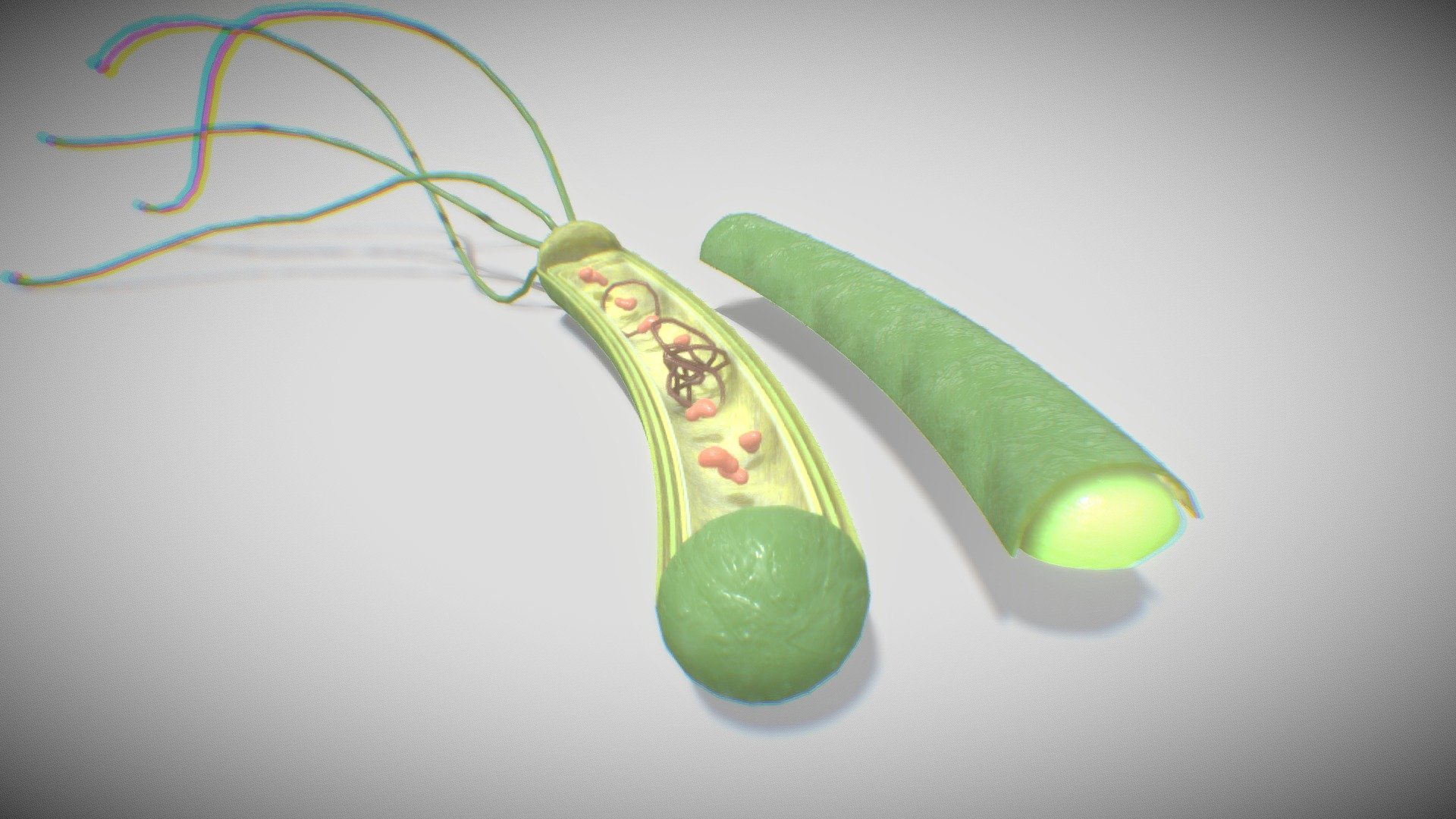 Prokaryotic 3d model