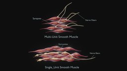 Single vs Multi Unit Smooth Muscle