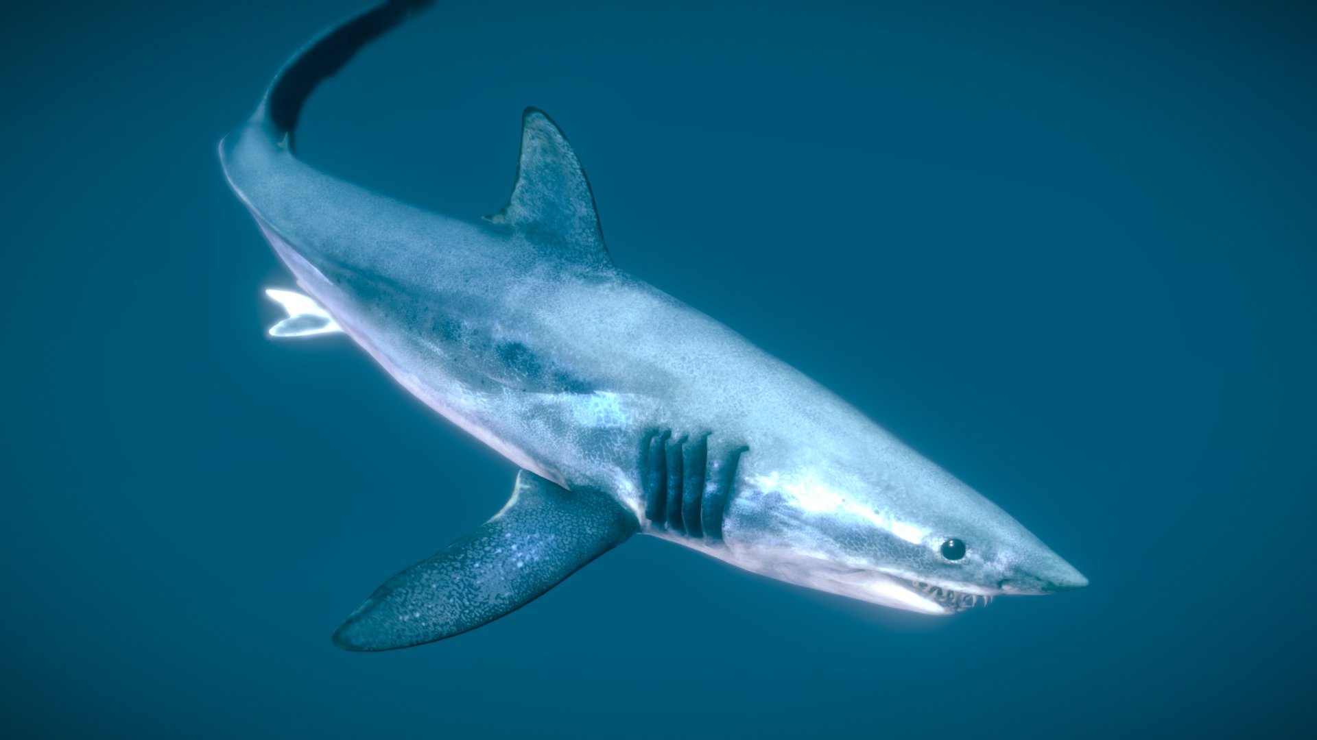 Shortfin Mako Shark ♂ 3d model