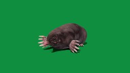 Eastern Mole (Game Ready)