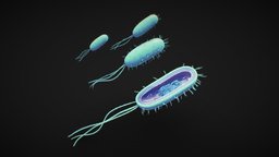 Prokaryotic Bacteria Cell Anatomy