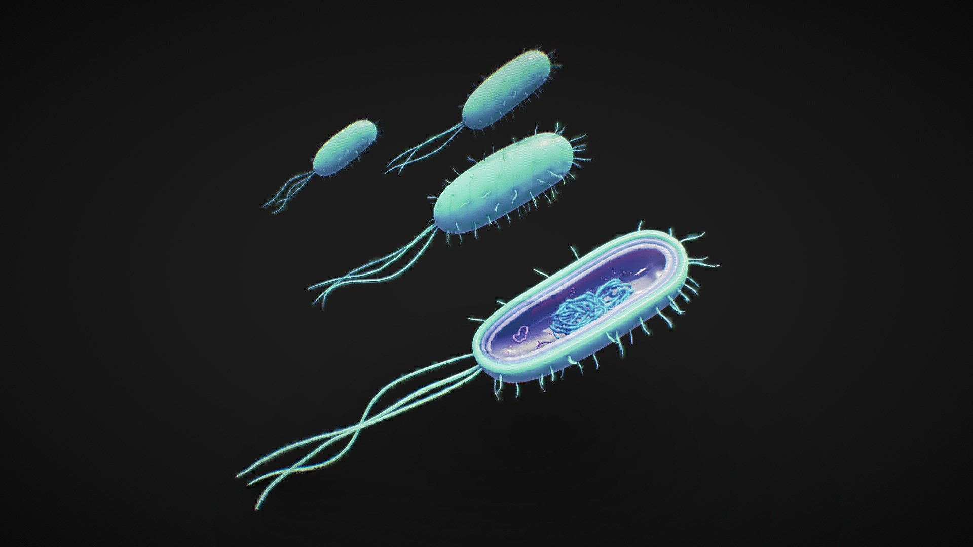 Prokaryotic Bacteria Cell Anatomy 3d model