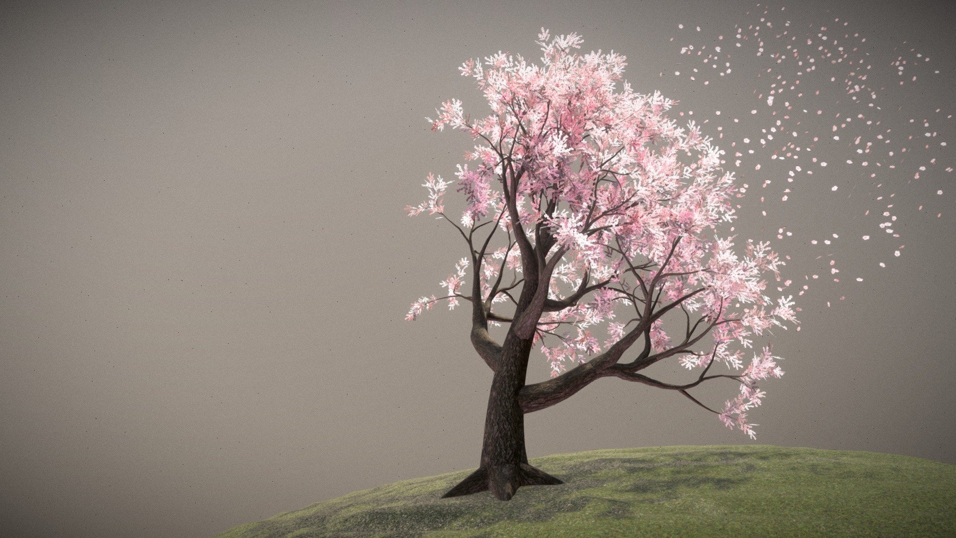 Cherry Blossom Tree Collection 3d model