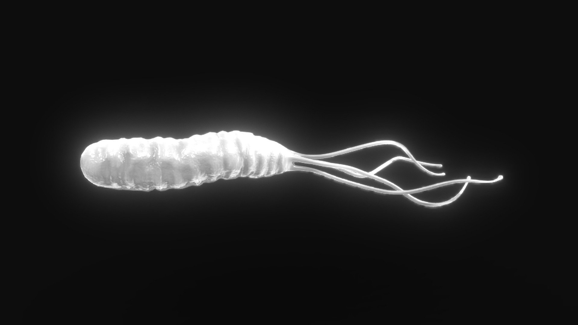 Helicobacter Pylori Bacteria 3d model