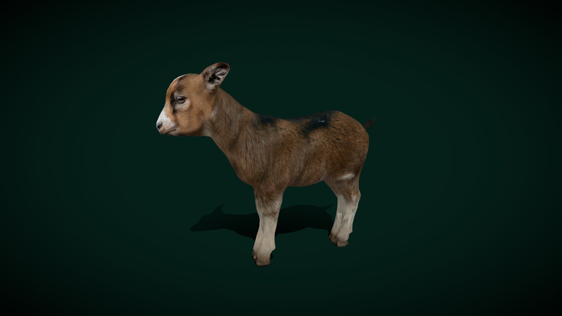 Baby Goat Buckling (Lowpoly) 3d model