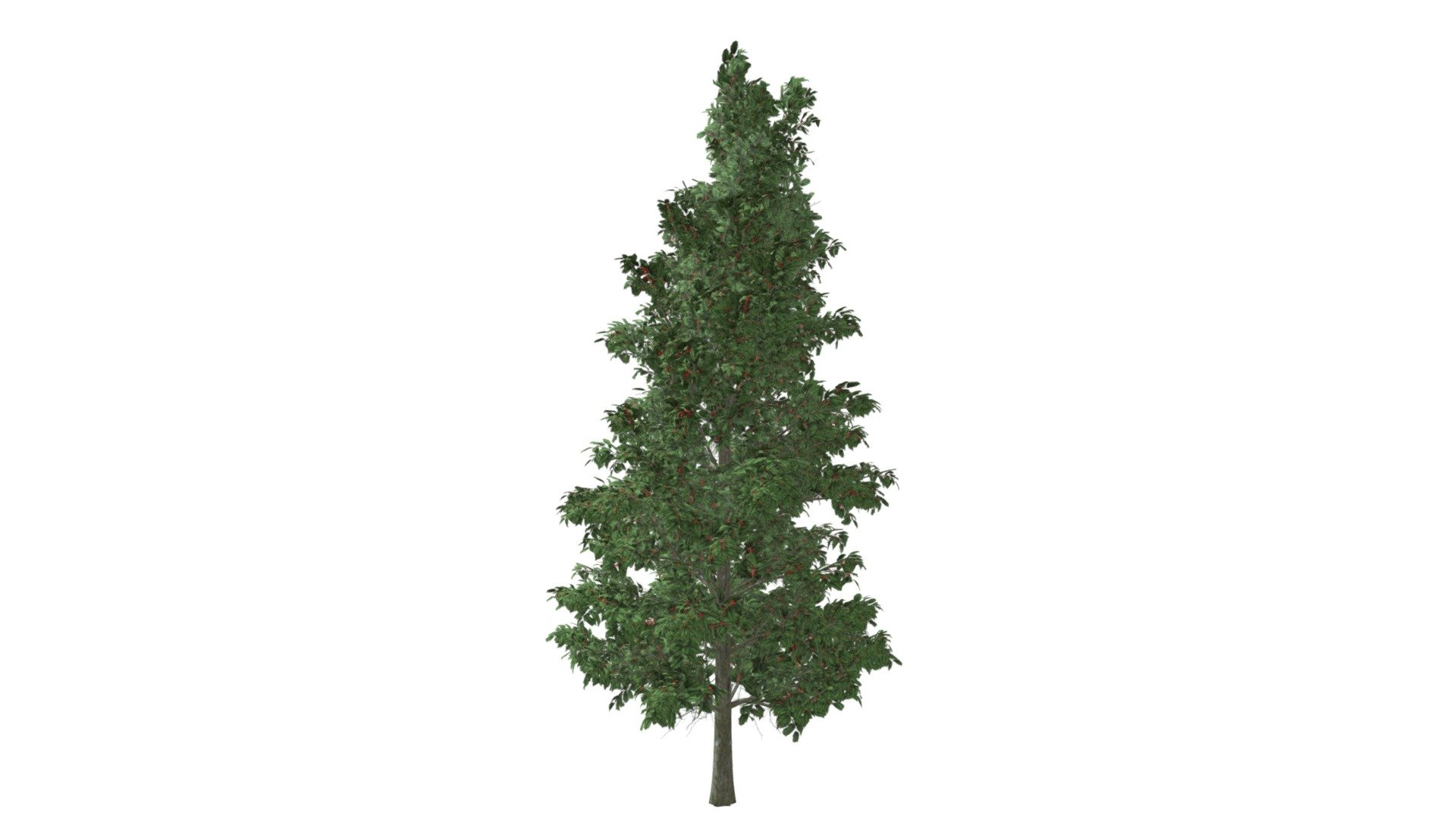 American Holly Tree #10 3d model