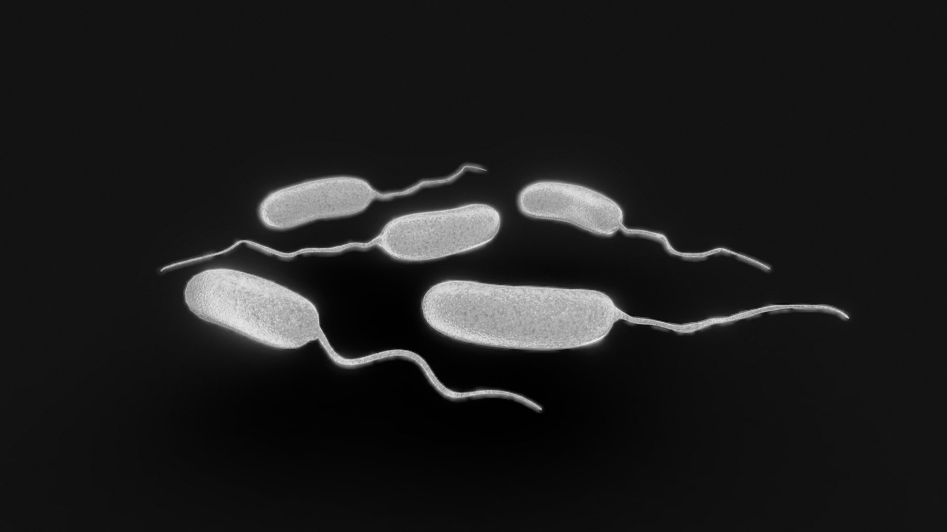 Vibrio Cholerae Bacteria 3d model