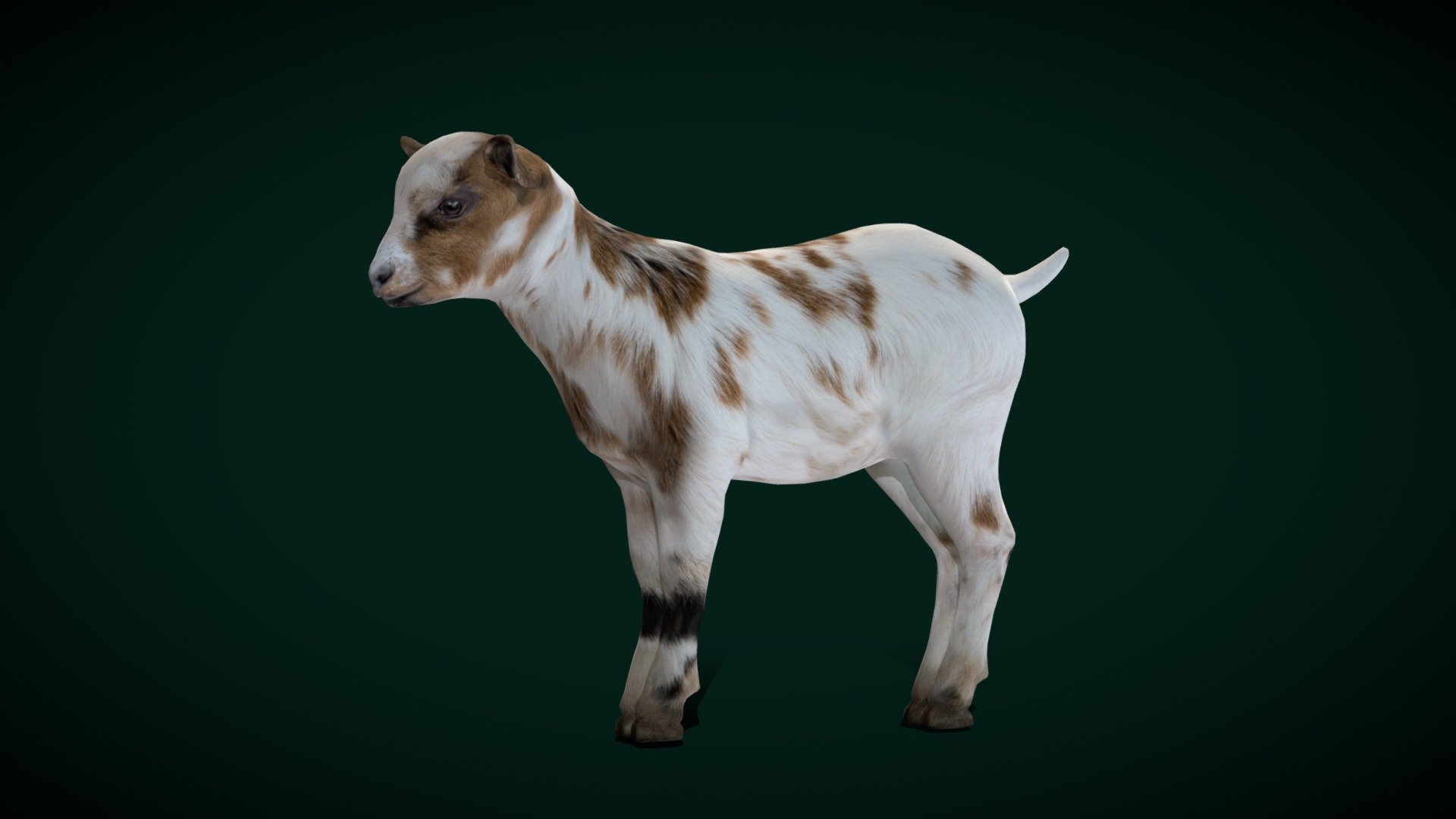 Baby Goat Doeling (Lowpoly) 3d model