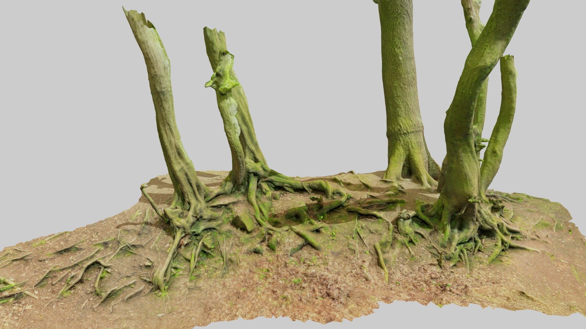 Beech Oak Roots Tree Big Scan 3d model